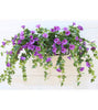 FlowerGlow™ – Ever-flowering Morning Glory for Elegant Indoor and Outdoor use