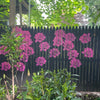 PaintBlossom™ – Flower Wall Stencil Set