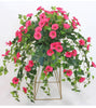 FlowerGlow™ – Ever-flowering Morning Glory for Elegant Indoor and Outdoor use