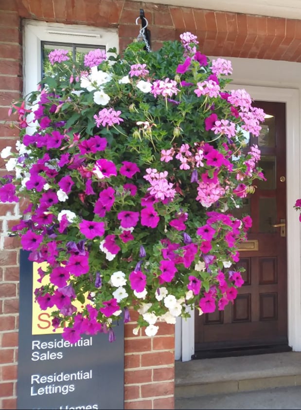 FlowerGlow™ – Ever-flowering Morning Glory for Elegant Indoor and Outdoor use
