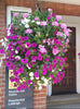 FlowerGlow™ – Ever-flowering Morning Glory for Elegant Indoor and Outdoor use