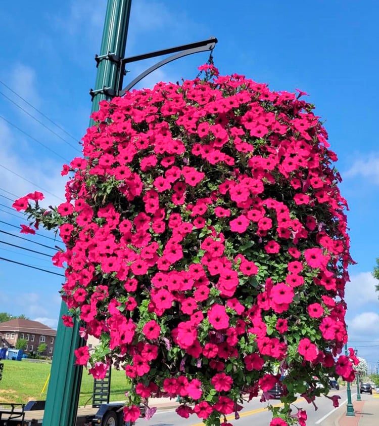 FlowerGlow™ – Ever-flowering Morning Glory for Elegant Indoor and Outdoor use