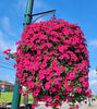 FlowerGlow™ – Ever-flowering Morning Glory for Elegant Indoor and Outdoor use