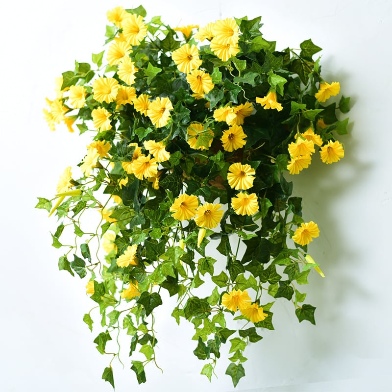 FlowerGlow™ – Ever-flowering Morning Glory for Elegant Indoor and Outdoor use