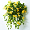 FlowerGlow™ – Ever-flowering Morning Glory for Elegant Indoor and Outdoor use