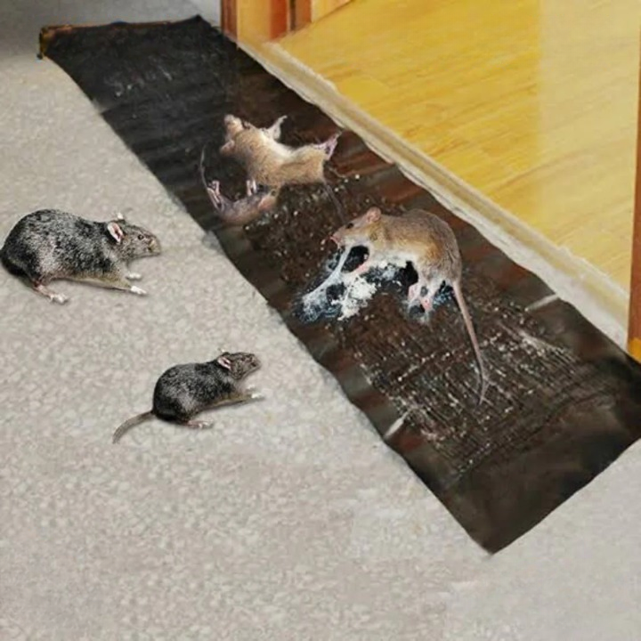 1+1 Free | StickyRat™ – Extra Large Humane Adhesive Trap for Rodents