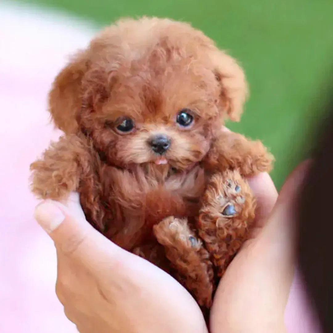 RoboPuppy™ – All the fun of a puppy, without the mess