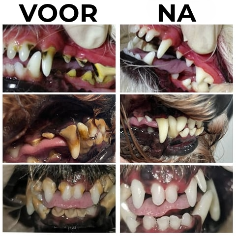 ToothSet™ – Dental Care for Pets