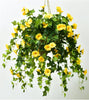 FlowerGlow™ – Ever-flowering Morning Glory for Elegant Indoor and Outdoor use