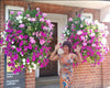 FlowerGlow™ – Ever-flowering Morning Glory for Elegant Indoor and Outdoor use