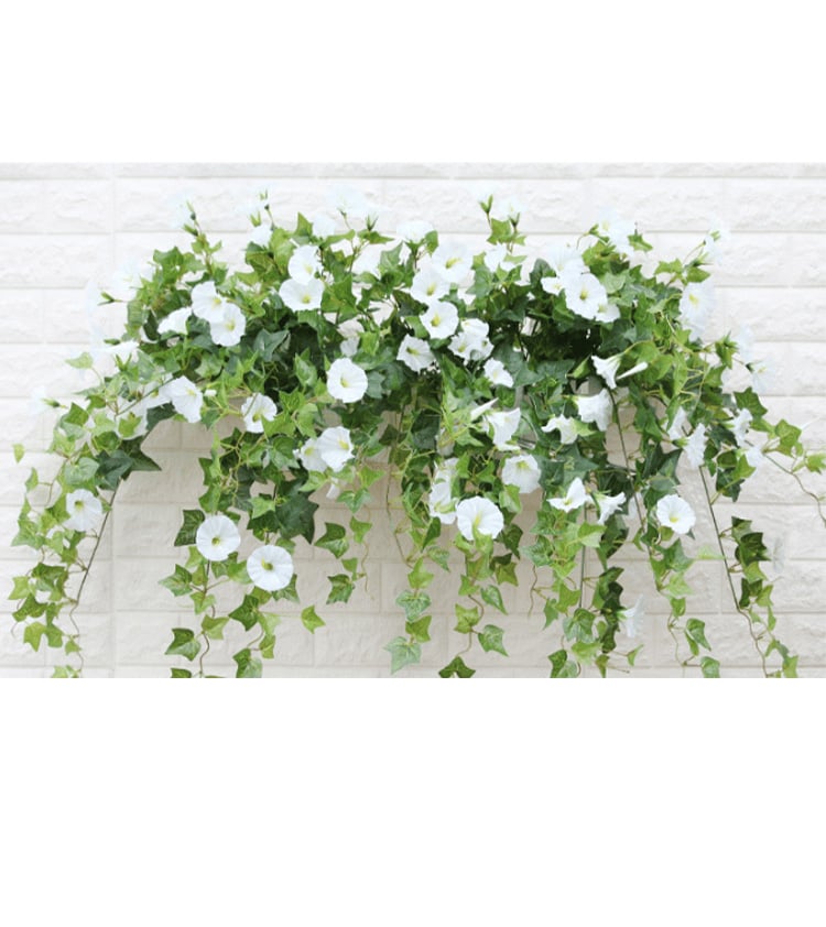 FlowerGlow™ – Ever-flowering Morning Glory for Elegant Indoor and Outdoor use