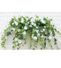 FlowerGlow™ – Ever-flowering Morning Glory for Elegant Indoor and Outdoor use