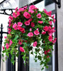 FlowerGlow™ – Ever-flowering Morning Glory for Elegant Indoor and Outdoor use